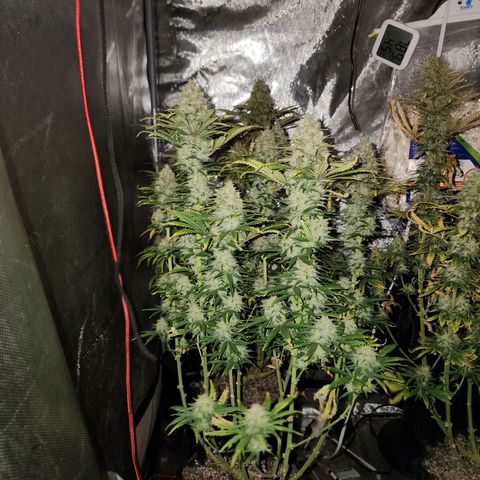 Juicy Fruit #2 growlog timeline photo