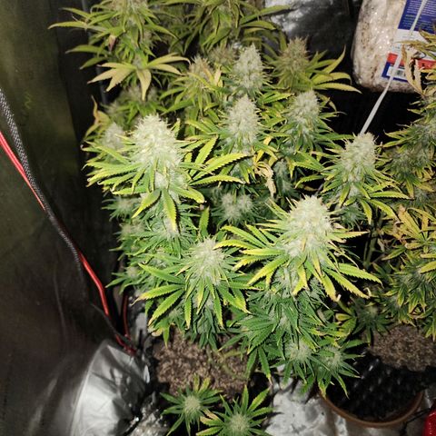 Juicy Fruit #2 growlog timeline photo