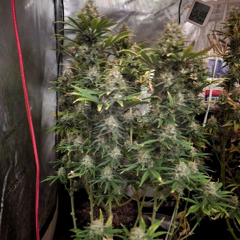 Juicy Fruit #2 growlog timeline photo