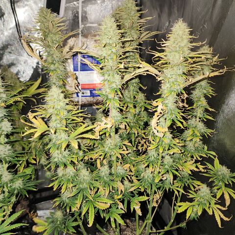 Juicy Fruit #2 growlog timeline photo