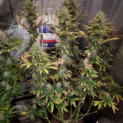 Juicy Fruit #3 growlog timeline photo