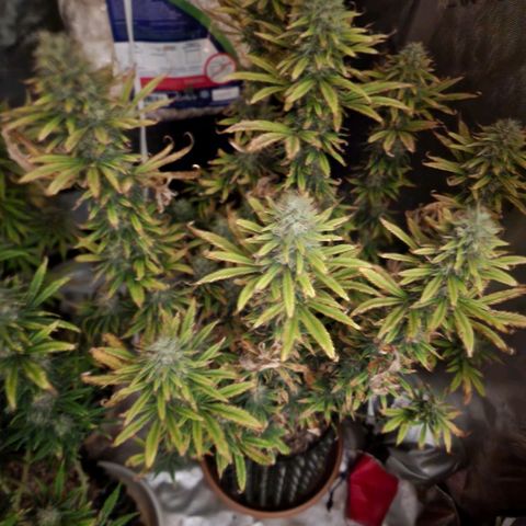 Juicy Fruit #3 growlog timeline photo