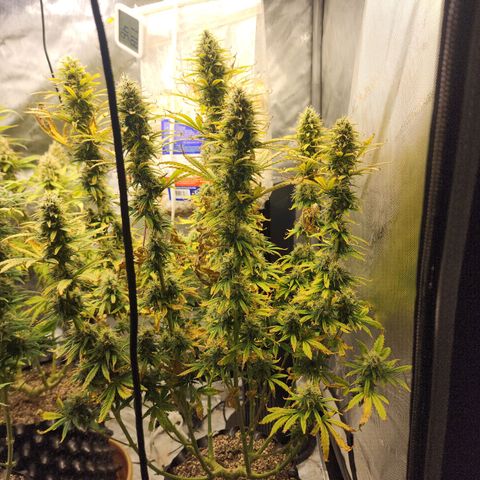Juicy Fruit #3 growlog timeline photo