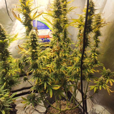 Juicy Fruit #3 growlog timeline photo