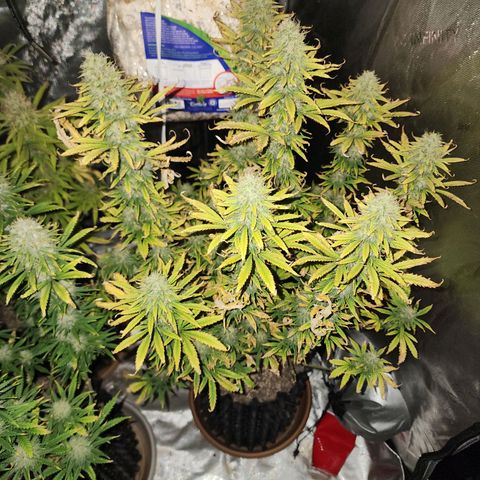 Juicy Fruit #3 growlog timeline photo