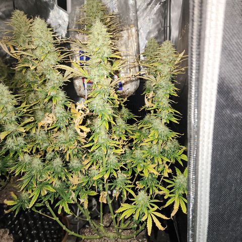 Juicy Fruit #3 growlog timeline photo