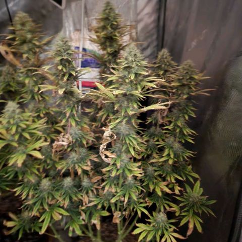 Juicy Fruit #3 growlog timeline photo