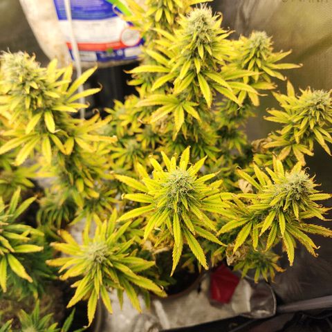 Juicy Fruit #3 growlog timeline photo