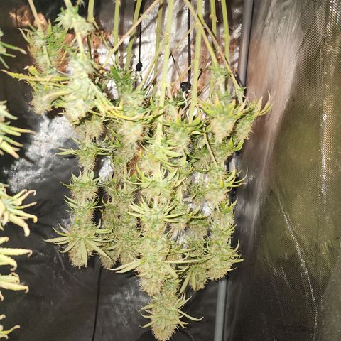 Juicy Fruit #1 growlog timeline photo