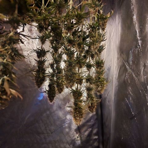 Juicy Fruit #1 growlog timeline photo