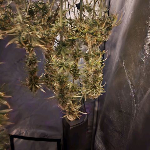 Juicy Fruit #1 growlog timeline photo