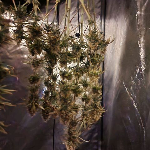 Juicy Fruit #1 growlog timeline photo