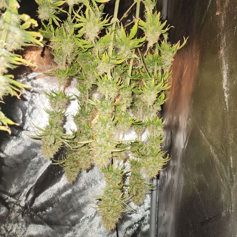 Juicy Fruit #1 growlog timeline photo