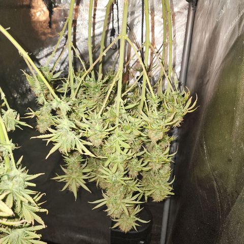 Juicy Fruit #1 growlog timeline photo