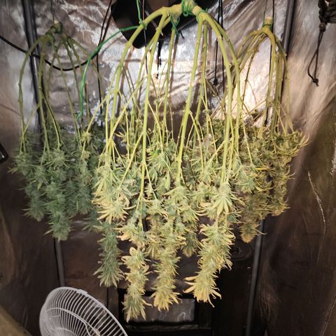 Juicy Fruit #3 growlog timeline photo