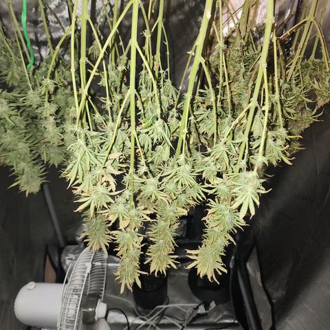 Juicy Fruit #3 growlog timeline photo