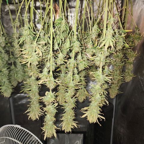 Juicy Fruit #3 growlog timeline photo