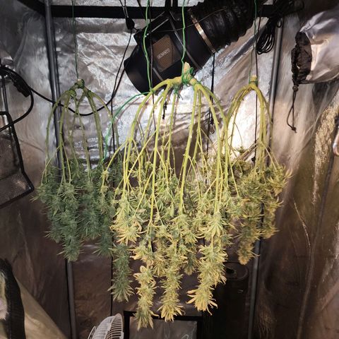 Juicy Fruit #3 growlog timeline photo