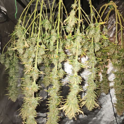 Juicy Fruit #3 growlog timeline photo