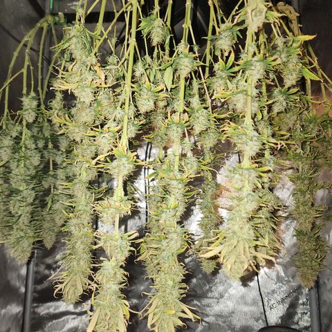 Juicy Fruit #3 growlog timeline photo