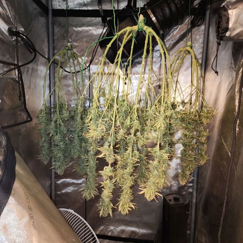 Juicy Fruit #3 growlog timeline photo