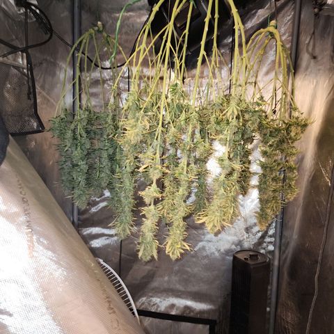 Juicy Fruit #3 growlog timeline photo