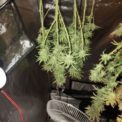 Juicy Fruit #2 growlog timeline photo