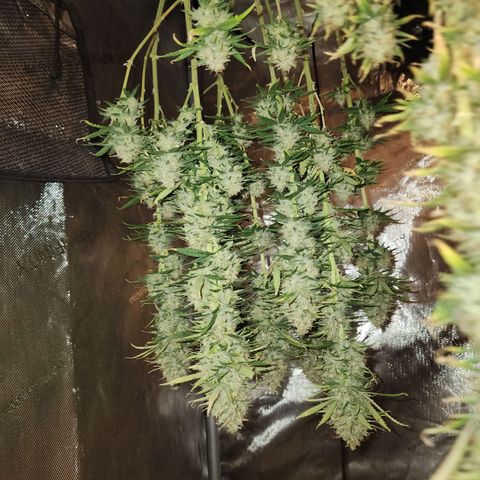 Juicy Fruit #2 growlog timeline photo