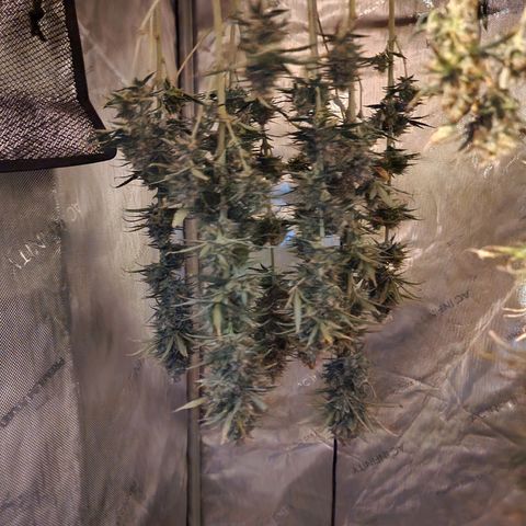Juicy Fruit #2 growlog timeline photo