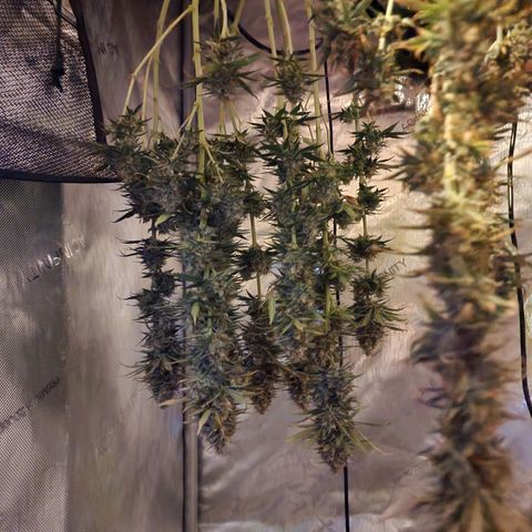 Juicy Fruit #2 growlog timeline photo