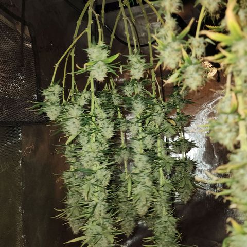 Juicy Fruit #2 growlog timeline photo