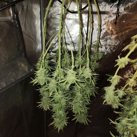 Juicy Fruit #2 growlog timeline photo