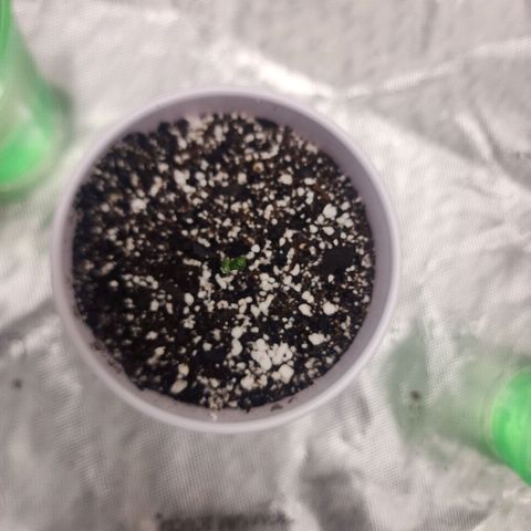 Do Si Dos growlog timeline photo