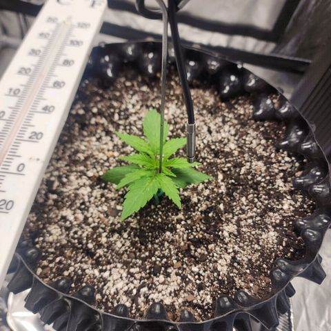 Do Si Dos growlog timeline photo