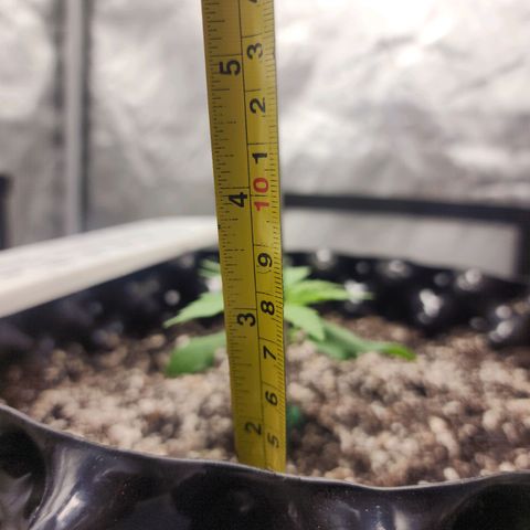 Do Si Dos growlog timeline photo