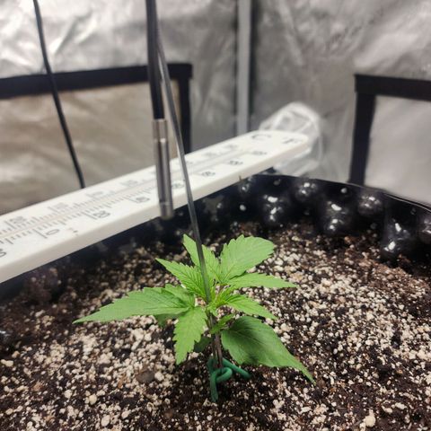 Do Si Dos growlog timeline photo