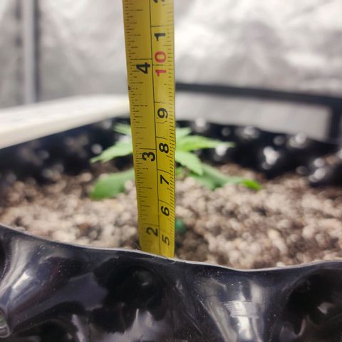 Do Si Dos growlog timeline photo