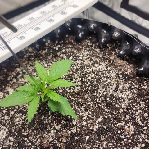 Do Si Dos growlog timeline photo