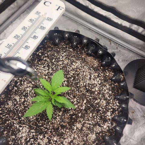 Do Si Dos growlog timeline photo