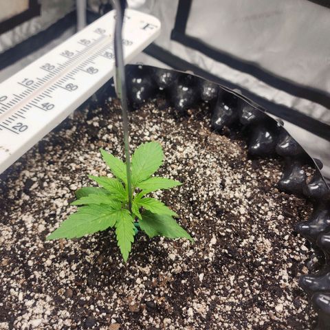 Do Si Dos growlog timeline photo