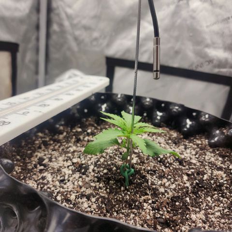 Do Si Dos growlog timeline photo
