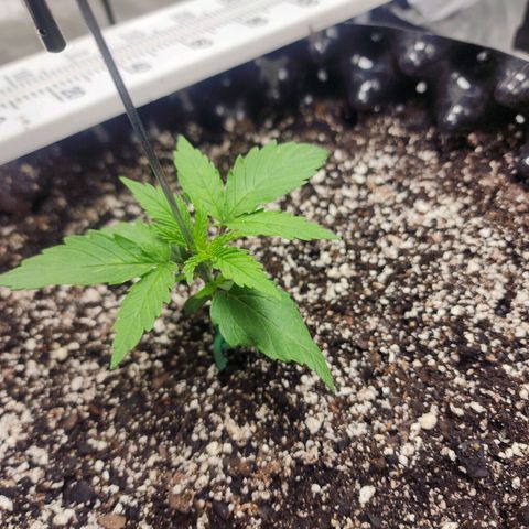 Do Si Dos growlog timeline photo