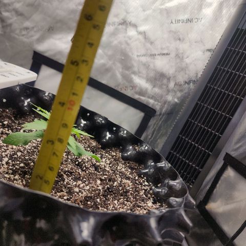 Do Si Dos growlog timeline photo