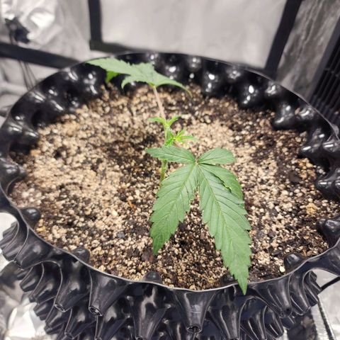 Do Si Dos growlog timeline photo