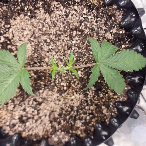 Do Si Dos growlog timeline photo