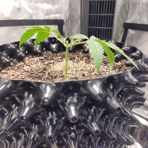 Do Si Dos growlog timeline photo