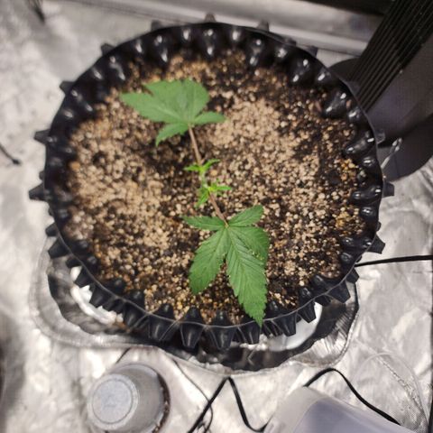 Do Si Dos growlog timeline photo