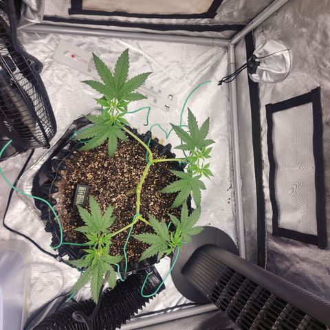 Do Si Dos growlog timeline photo