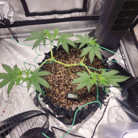Do Si Dos growlog timeline photo