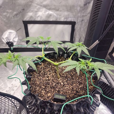 Do Si Dos growlog timeline photo